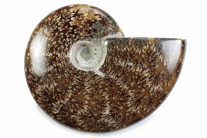 Polished Ammonite (Cleoniceras) Fossil - Madagascar #365025